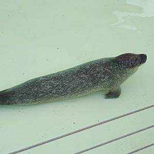 Harbour seal