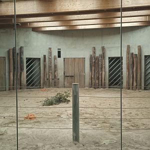 Asian elephant indoor