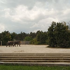 Asian elephant exhibit