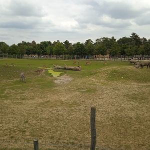 African savanna (White rhino, Grant's zebra, Impala, Lechwe)