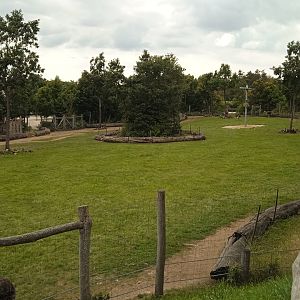 African savanna (Rotschild's giraffe, Ostrich)