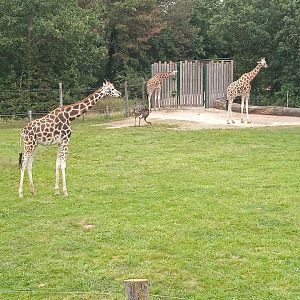 Giraffes