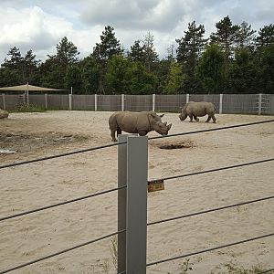 Separate rhino exhibit