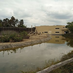 Sacred baboon exhibit (built for chimps)
