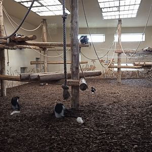 Guereza exhibit (built for chimps)