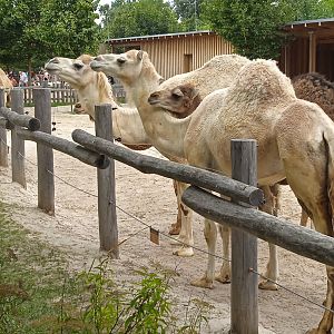 Dromedary camels