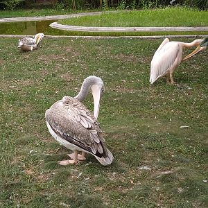 Pelicans