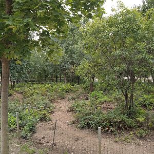 Red river hog exhibit