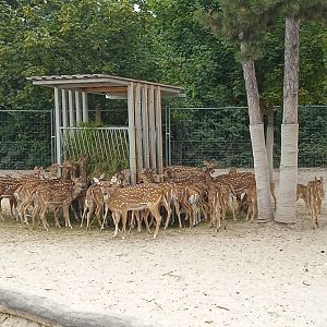 A plethora of Axis deer