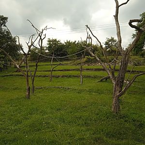 Red ruffed lemur exhibit