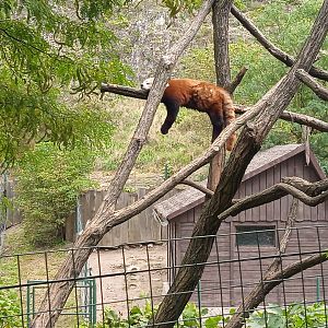 Red panda