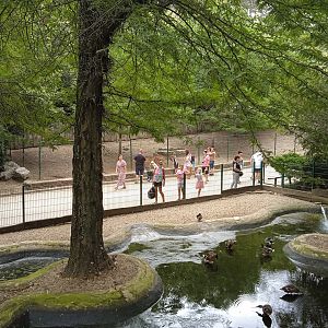 Waterfowl + Capybara exhibit