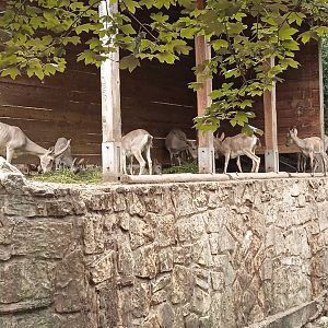 Siberian ibexes
