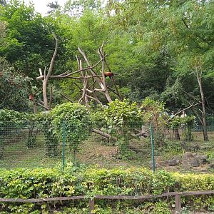 Red panda exhibit