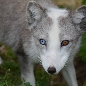 Arctic Fox 18/08/2023