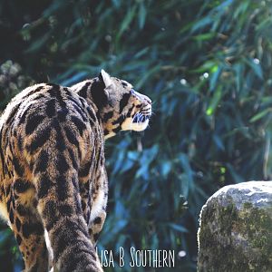 Clouded Leopard