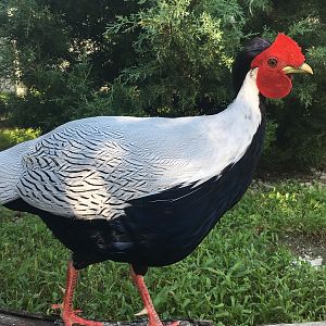 Silver Pheasant (Lophura nycthemera)