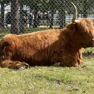 Highland Cow - Alaska State Fair