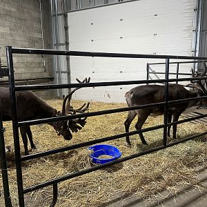 Reindeer - Alaska State Fair