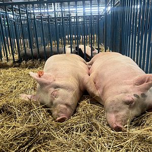 Hogs - Alaska State Fair