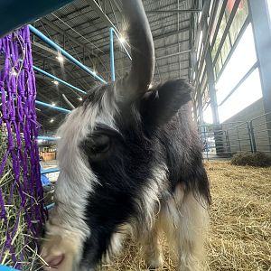 Yak - Alaska State Fair