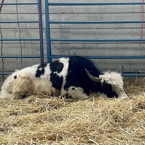 Yak - Alaska State Fair