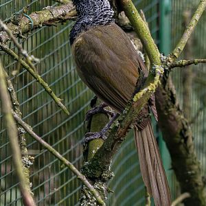 Oriole warbler (Hypergerus atriceps)