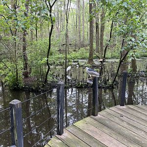 Swamp aviary