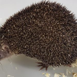 Greater hedgehog tenrec
