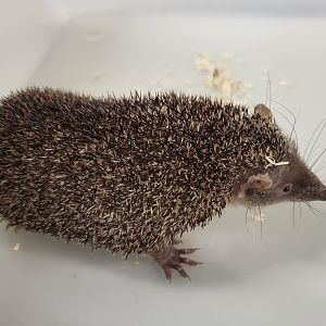 Greater hedgehog tenrec
