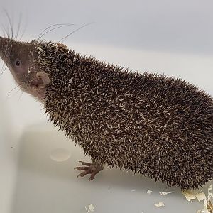 Greater hedgehog tenrec