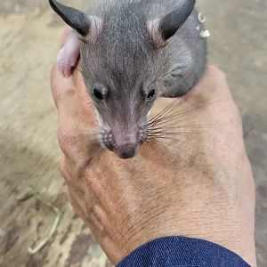 Gambian pouched rat - juvenile