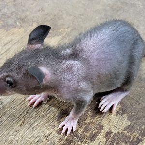 Gambian pouched rat - juvenile