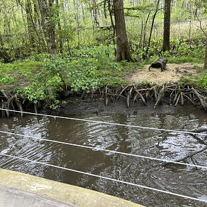 North American river otter enclosure