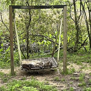 North American river otters in their hammock