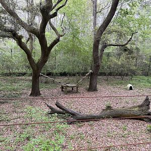 Red and grey fox habitat