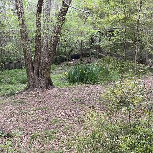 Red and grey fox habitat
