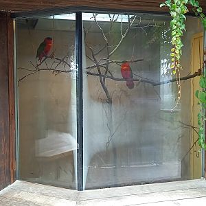 Purple-naped lory indoor aviary