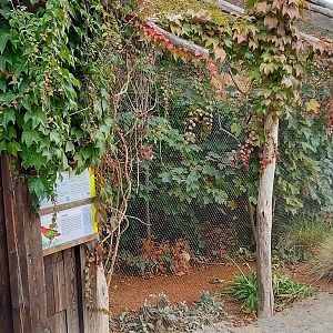 Purple-naped lory outdoor-aviary