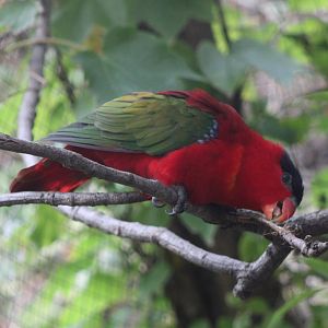 Purple-naped lory