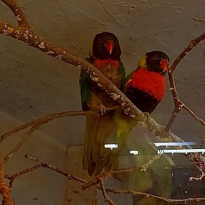Forsten's lorikeets