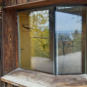 Indoor-enclosure Forsten's lorikeet