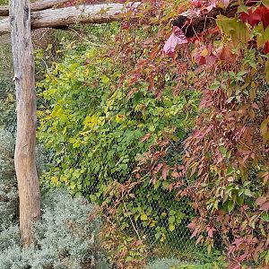 Outdoor-aviary Forsten's lorikeet