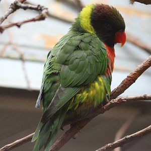 Mitchell's lorikeet