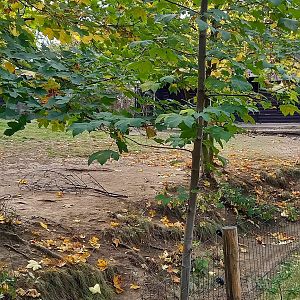 Swamp wallaby enclosure
