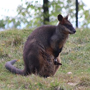 Swamp wallaby with joey
