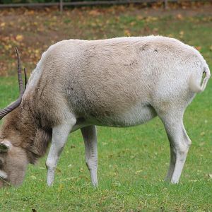 Addax