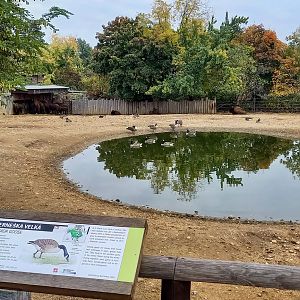 American bison enclosure