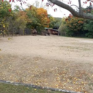 Bactrian camel enclosure