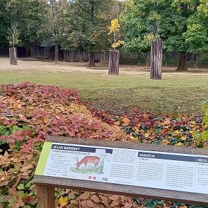 Thamin brown-antlered deer enclosure